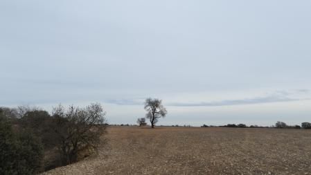 Campo sembrado en Altet.
