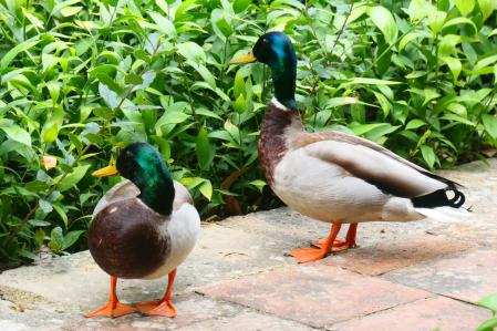 Los dos patos macho buscando a Cuaca.
