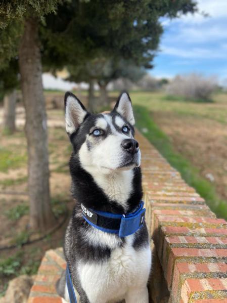 Riku, el Husky protagonista de 'Ride with Riku'