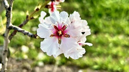 Primavera de febrero en Ribera d’Ondara.