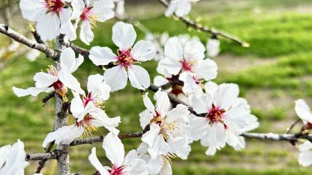 Primavera de febrero en Ribera d’Ondara.