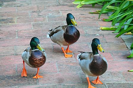 Los tres patos macho van detrás de Cuaca.