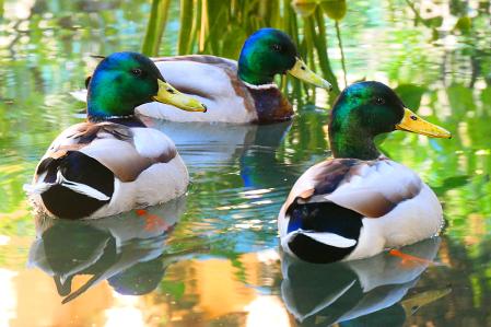 Los tres patos macho en el estanque.