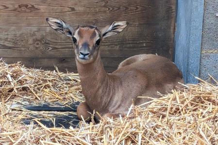 Otra imagen del precioso ejemplar nacido en el Zoo de Barcelona