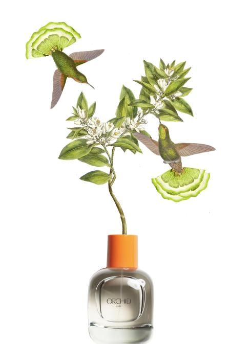 Orchid de Zara, en el que ha colaborado Pilar García-Ferrer