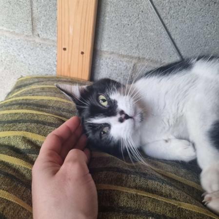 Margarita, una gata muy cariñosa y sociable, busca una familia