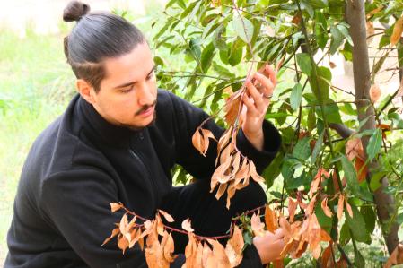 Laurel del Monasterio de Pedralbes