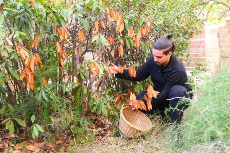 Laurel del Monasterio de Pedralbes