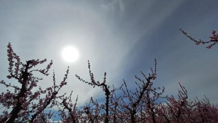 Halo solar en los melocotoneros en flor de Aitona.