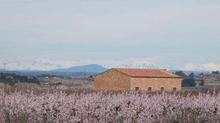 Melocotoneros en flor en Aitona.