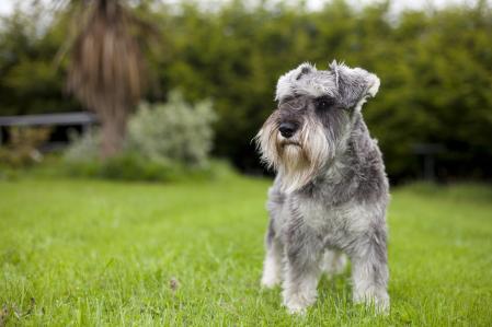 El Schnauzer fue criado inicialmente como perro de granja y de trabajo