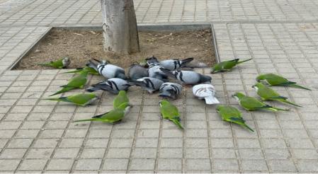Cotorras y palomas, así como la acumulación de sus excrementos, pueden ser transmisores de varias enfermedades .