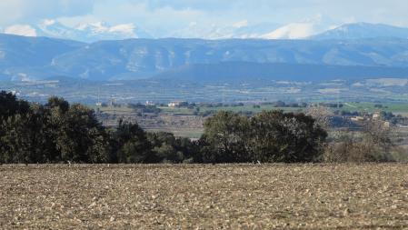Reto visual: ¿Cuántos pájaros eres capaz de encontrar?