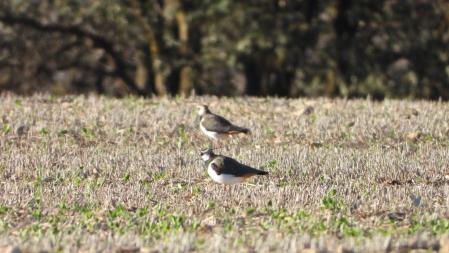 Detalle de la avefría europea (Vanellus vanellus) que buscamos.