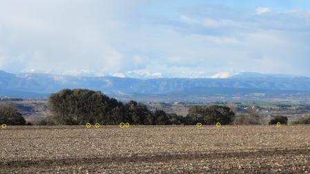 Solución al Reto visual con la posición de las aves señalizada.