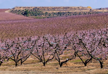 Floración en el Segrià en los alrededores del embalse de Utxesa.