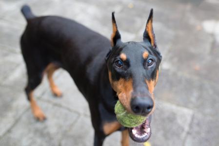 Los doberman son perros inteligentes y leales, formando fuertes vínculos con sus compañeros humanos