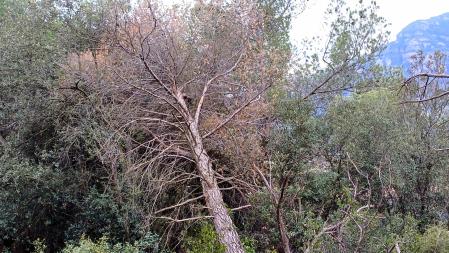 Árboles caídos por la sequía en Sant Llorenç del Munt.