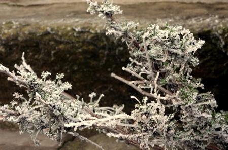 Las lluvias han beneficiado a los río de Osona.