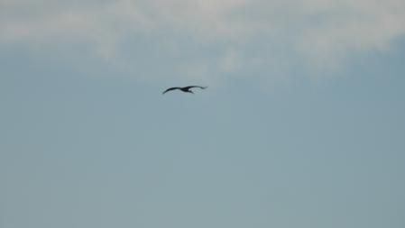 La cigüeña que buscamos.