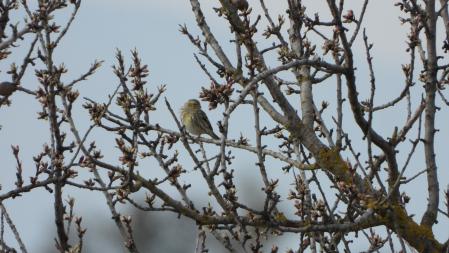 El pájaro que buscamos.