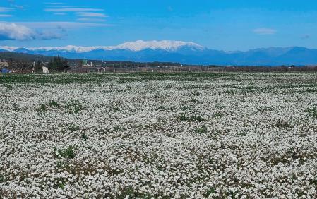 Los campos de 'caps blancs', el aliso de mar, brillan con el macizo del Canigó nevado de fondo.