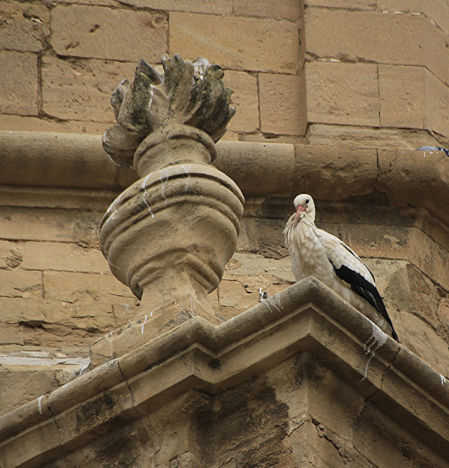 Las cigüeñas de Seròs.