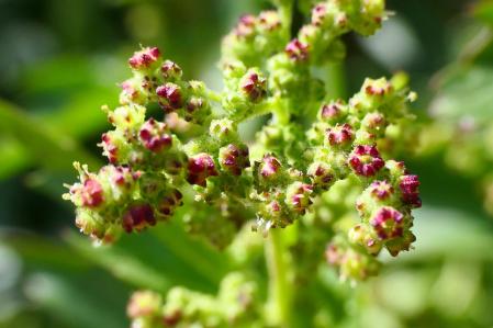 Chenopodiastrum murale.