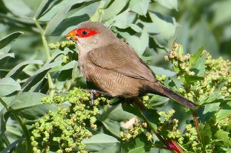 Pico de coral hembra comiendo.