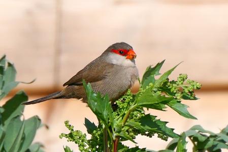 Pico de coral hembra.