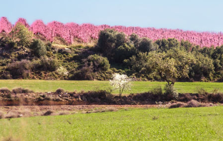 Paleta de colores variada en el campo con la floración.