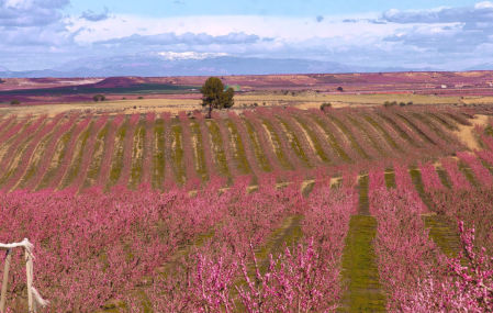 El color de la floración en Aitona.
