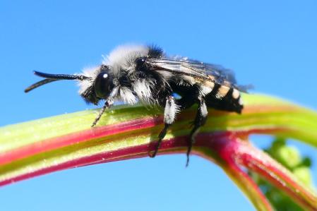 Anthophora.