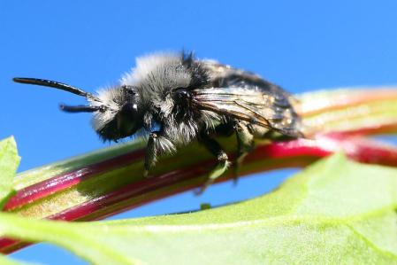 Anthophora.