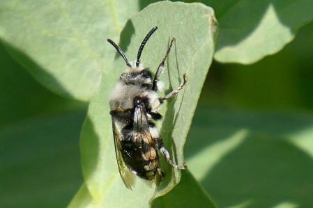 Anthophora.