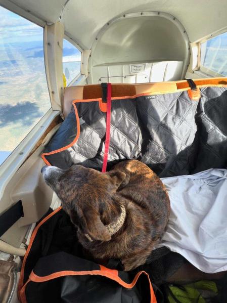 Juani está viajando a Madrid para visitar a su nueva familia