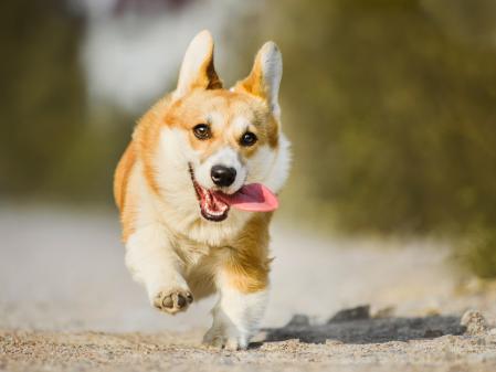 Los Corgis son perros inteligentes, enérgicos y leales