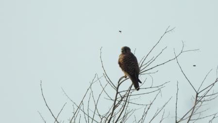 Otro de los cernícalos que buscamos.