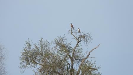 Las águilas que buscamos, en detalle.
