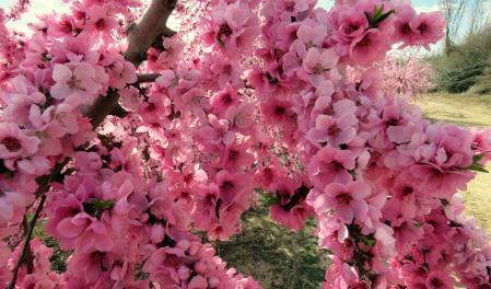 Floración en Aitona.