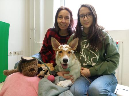 Kiwi, uno de los perros que participaron en la investigación, al que se sometió a una encefalografía no invasiva, es decir, le pusieron electrodos externos sobre el cráneo, mientras se le mostraban juguetes.