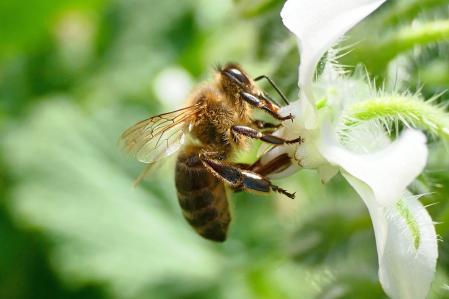 Abeja en la flor de borraja blanca.