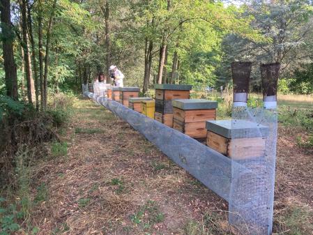 Trampa Koldo instalada en un grupo de colmenas en la Garrotxa  .