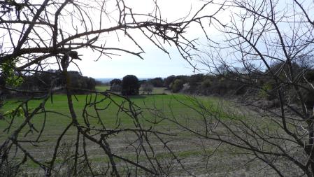 Reto visual: ¿Dónde están los dos conejos?