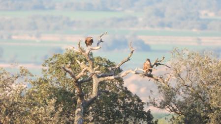 Las águilas en detalle.