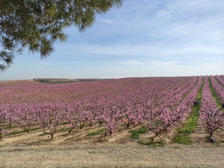 Floración en Aitona.