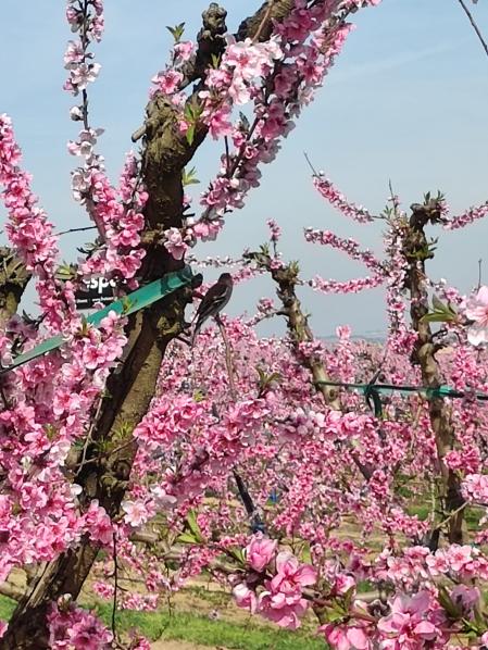 Floración en Aitona.