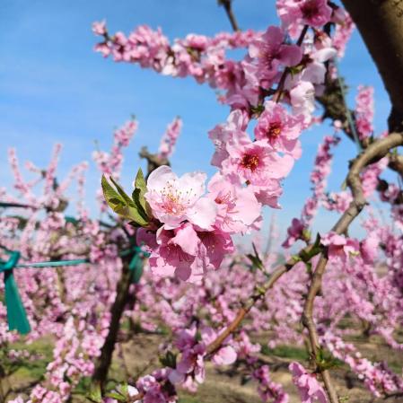 Floración en Aitona.