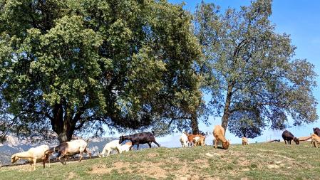 Rebaño pastando en Berga.