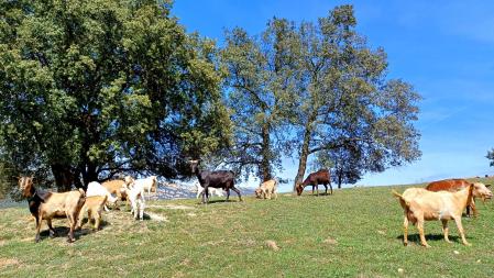 Rebaño pastando en Berga.